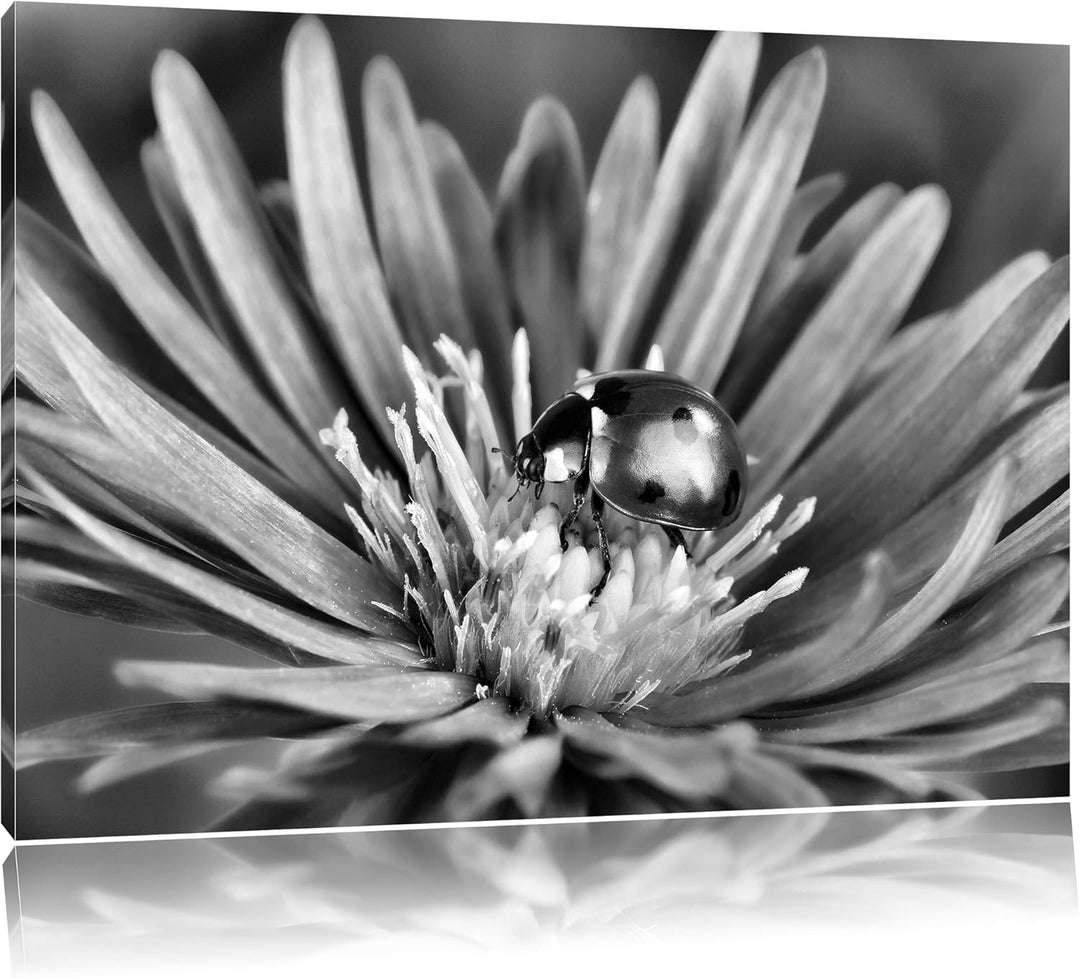 Pixxprint Marienkäfer auf Blume / 100x70cm Leinwandbild bespannt auf Holzrahmen/Wandbild Kunstdruck