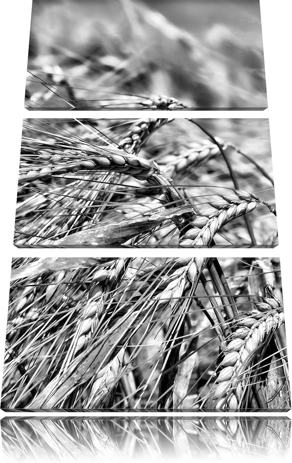 Pixxprint Goldene Getreide Ären als Leinwandbild | Grösse: 3 Teilig (120x80) | Wandbild| Kunstdruck