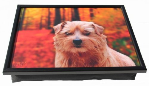 Knietablett - Lap Tray - Norfolk Terrier - Hund