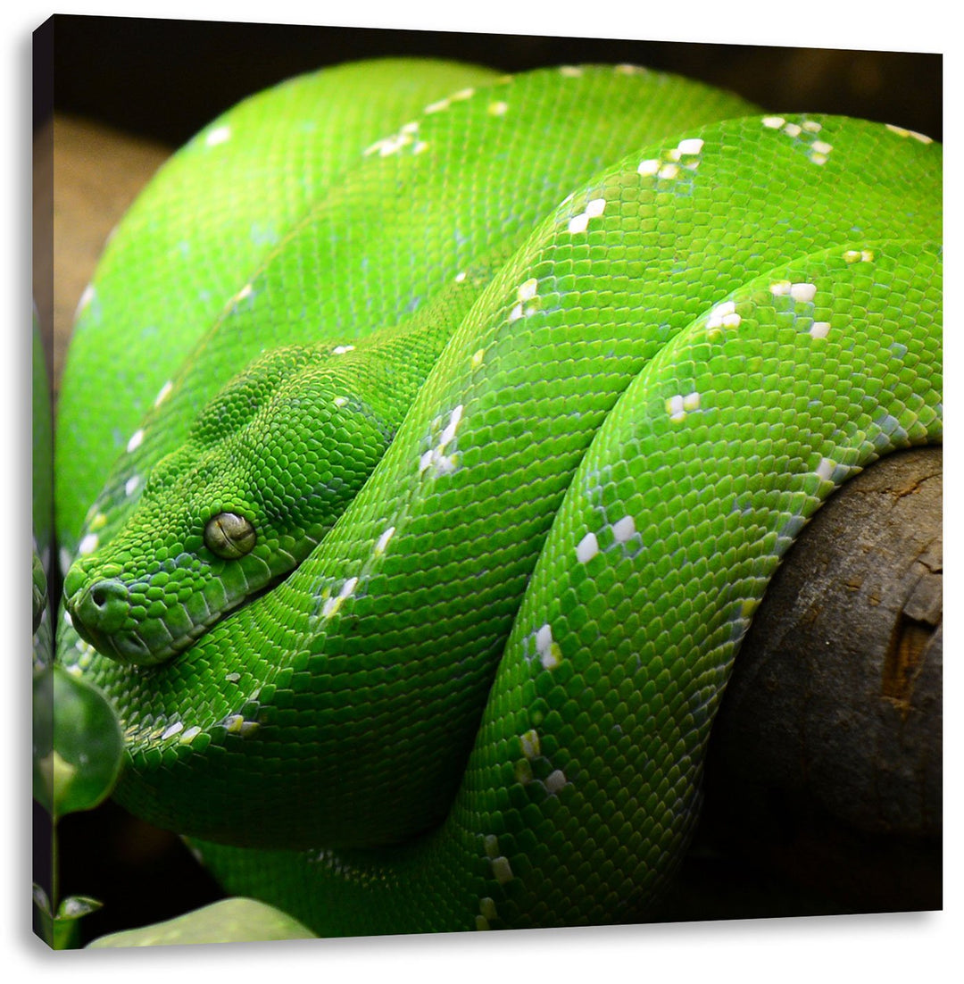 Grüne exotische Schlange, Format: 70x70 auf Leinwand, XXL riesige Bilder fertig gerahmt mit Keilrahm