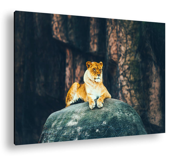 deyoli erhabene stolze Löwin Format: 100x70 als Leinwand, Motiv fertig gerahmt auf Echtholzrahmen, H