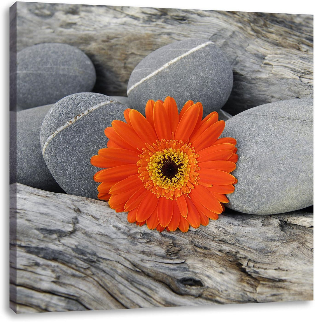 Pixxprint Gerbera zwischen Zen Steinen als Leinwandbild/Grösse: 70x70 cm/Wandbild/Kunstdruck/fertig