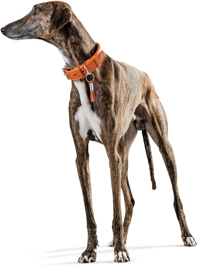 HUNTER CANNES Hundehalsband, Leder, Nappaleder, weich, edel, elegant, 55 (M), orange 55 (M) orange,