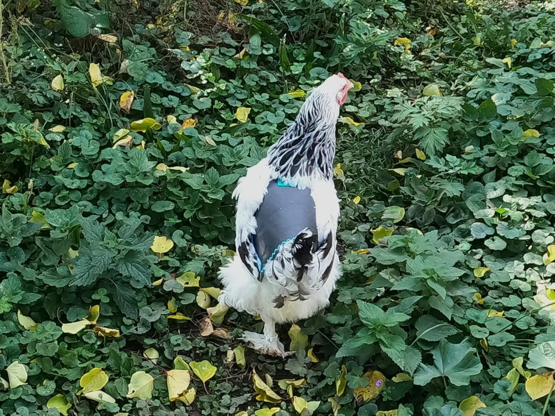 Hühnersattel, Hühnerweste, Federschutz, Geflügel Rückenschutz, Echtleder Handgemacht (3, Buntfarben