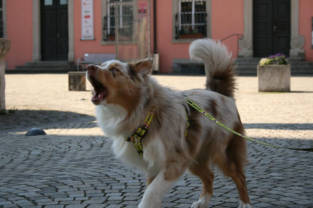 Dingo Hundegeschirre Guard Gelb Bitte Nicht Anfassen Grosse M Breite Band 3,0 cm 38-70 cm 95381, M