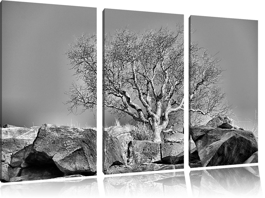 Pixxprint Monocrome, einsamer Baum im Gebirge 3-Teiler Leinwandbild 120x80 Bild auf Leinwand