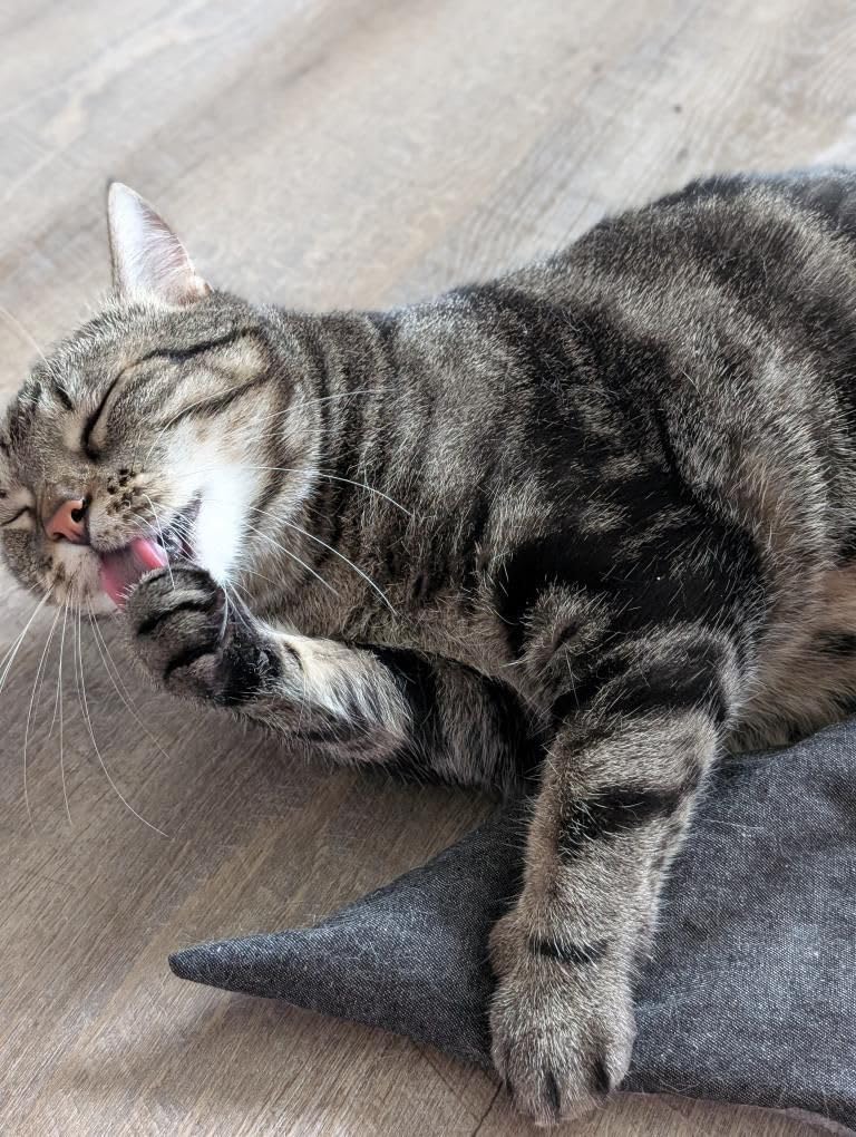Kater Kasimir MAUSBERT 2-in-1 Kuschelkissen und Katzenspielzeug Maus in Einem! 4er Set mit Bio-Katze