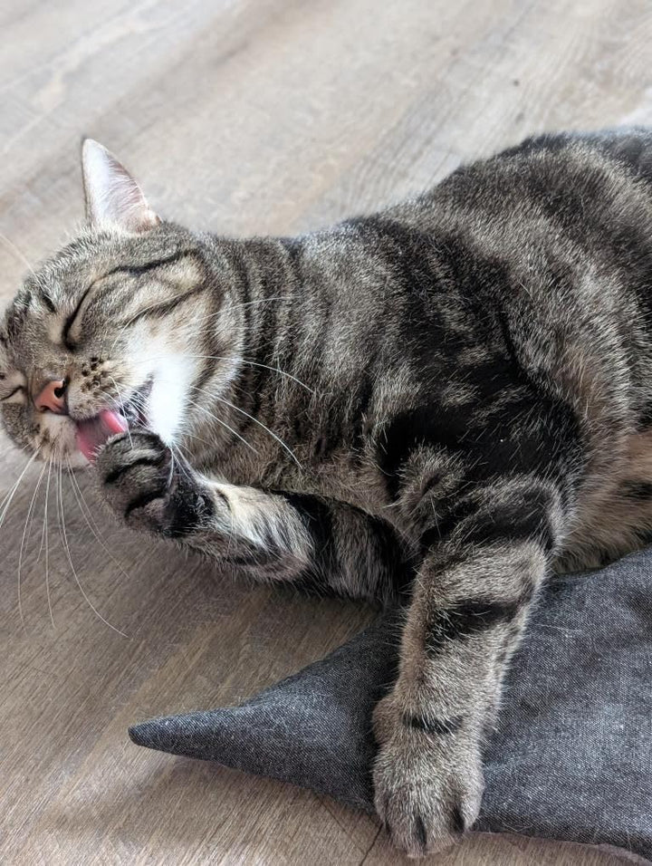 Kater Kasimir MAUSBERT 2-in-1 Kuschelkissen und Katzenspielzeug Maus in Einem! 4er Set mit Bio-Katze