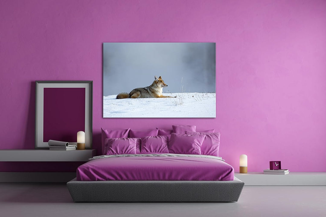 deyoli ruhig liegender Kojote im Schnee Format: 100x70 als Leinwand, Motiv fertig gerahmt auf Echtho