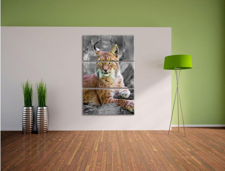 Pixxprint hübscher aufmerksamer Luchs / 3-Teilig/Gesamtmass 120cm Leinwandbild bespannt auf Holzrahm