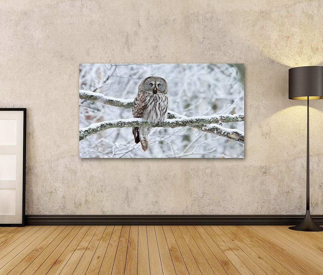 islandburner Bild auf Leinwand Steinkauz Strix Nebulosa Auf Einem Baum Sitzend Bilder Wandbilder Pos