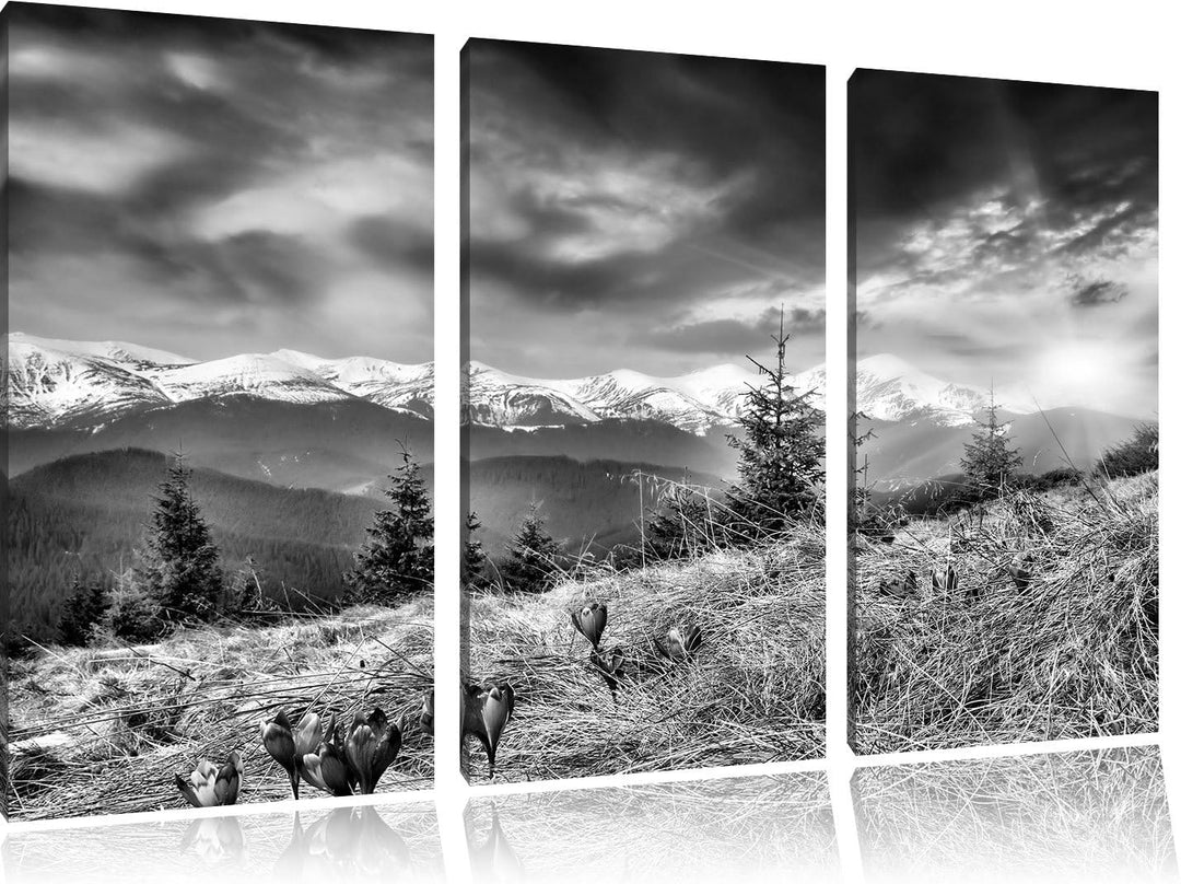 Pixxprint Monocrome, Krokusse auf Hochalmwiese in Alpen 3-Teiler Leinwandbild 120x80 Bild auf Leinwa