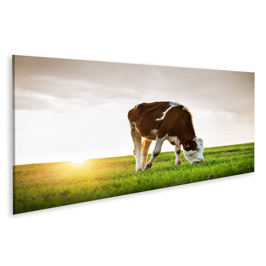 islandburner Bild auf Leinwand Grasende Kuh Auf Grüner Weide Bei Sonnenuntergang Bilder Wandbilder P