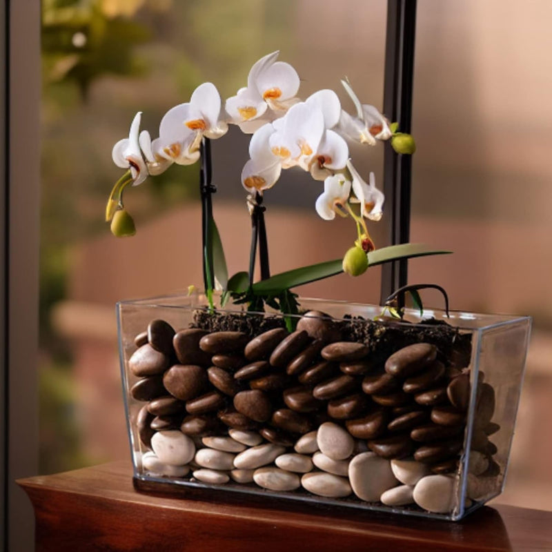 Rechteckiger Blumentopf aus transparentem Kunststoff, als Pflanzkasten oder Blumenkübel geeignet (3,