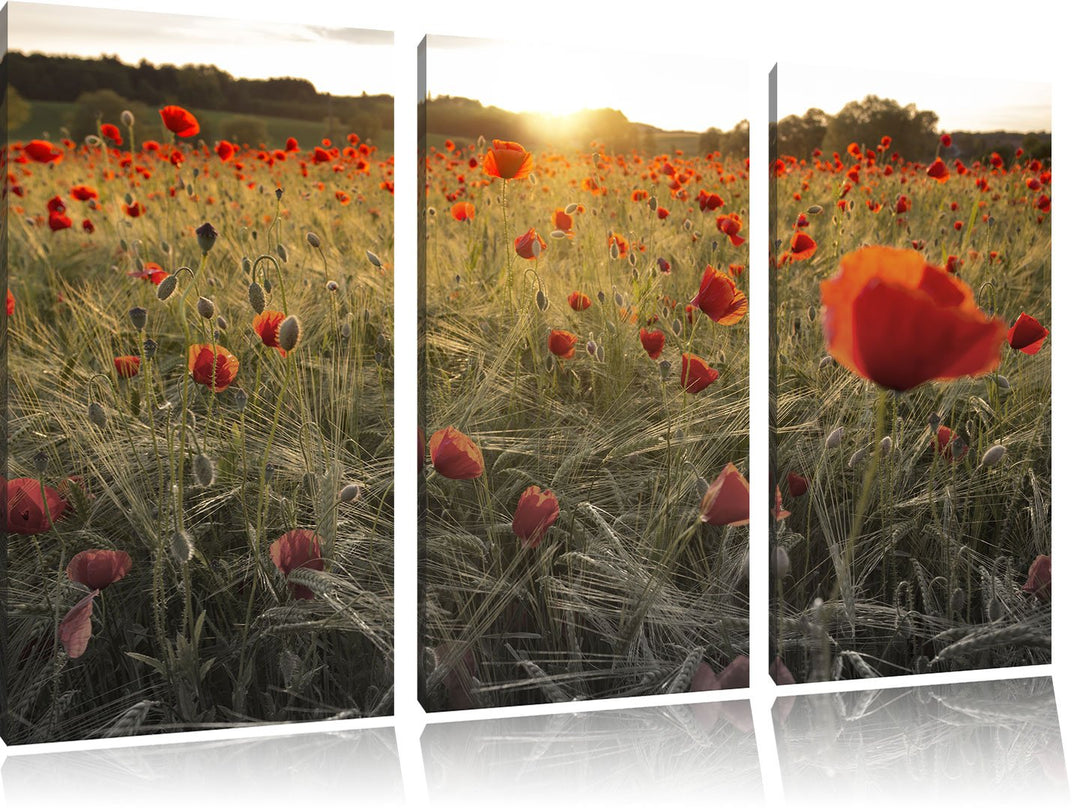 Pixxprint Traumhaftes Mohnfeld bei Sonnenuntergang Schwarz/Weiss 3-Teiler Leinwandbild 120x80 Bild a