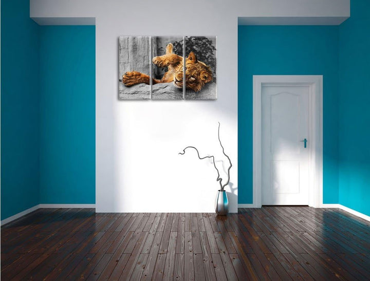 Pixxprint verspielter Kleiner Löwe als Leinwandbild | Grösse: 3 Teilig (120x80) | Wandbild| Kunstdru