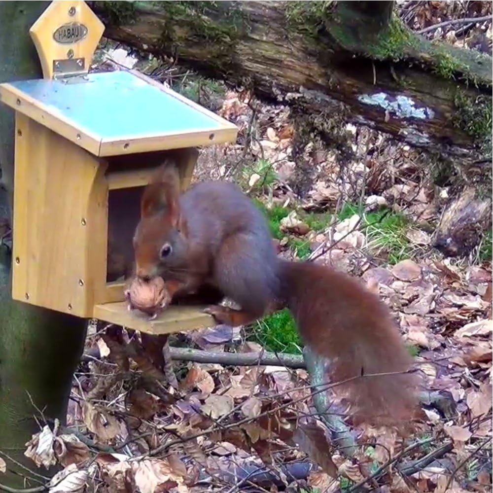 Habau 3018 Eichhörnchen-Futterstation