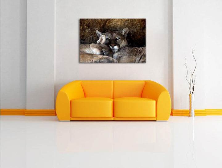verschlafenes Puma Paar, Format: 100x70 auf Leinwand, XXL riesige Bilder fertig gerahmt mit Keilrahm