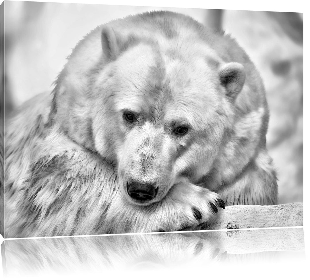 Pixxprint Nachdenklicher Eisbär / 100x70cm Leinwandbild bespannt auf Holzrahmen/Wandbild Kunstdruck