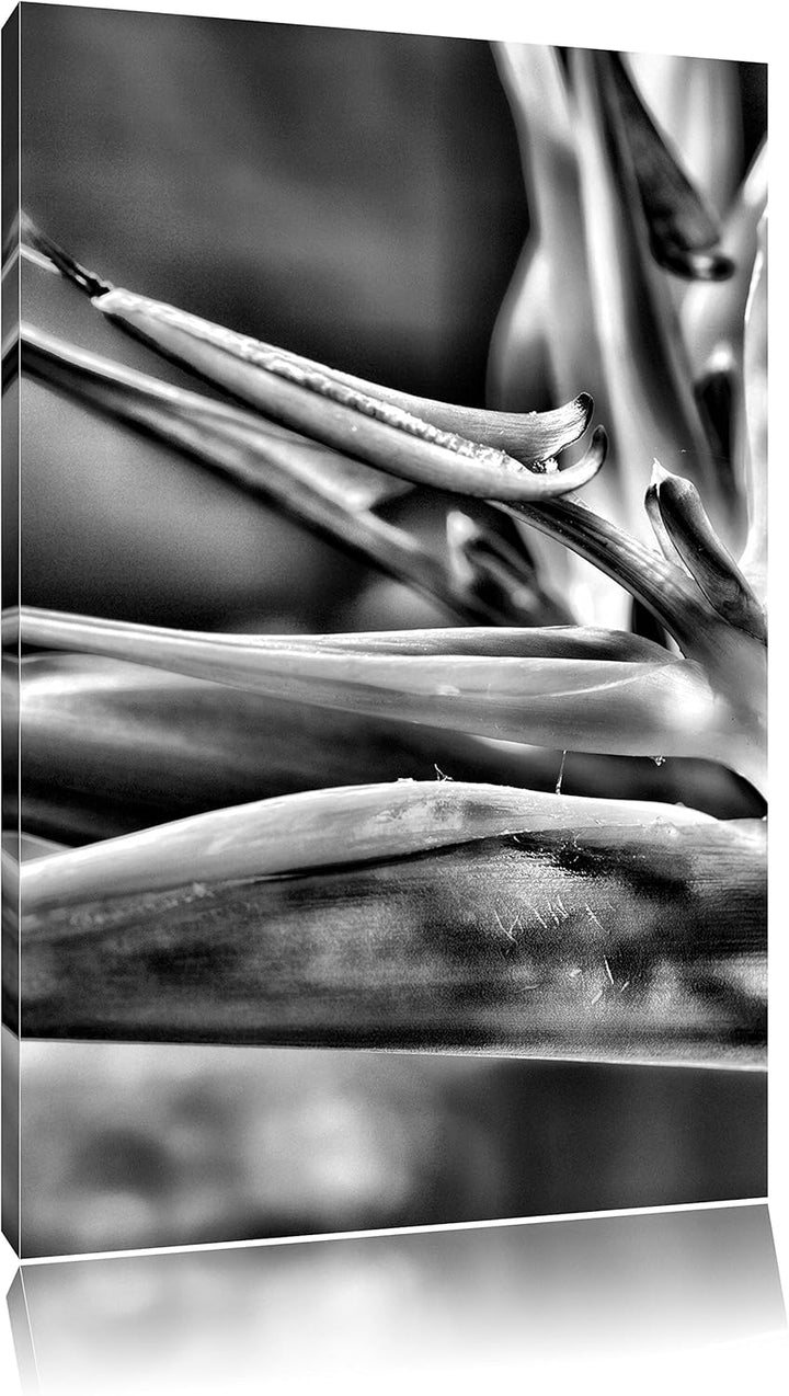 Pixxprint Monocrome, Tropische Blume, Format: 100x70 auf Leinwand, riesige Bilder fertig gerahmt mit