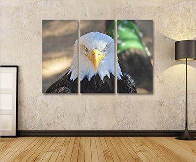 islandburner Bild Bilder auf Leinwand Adler Weisskopfseeadler USA Symbol 3p XXL Poster Leinwandbild