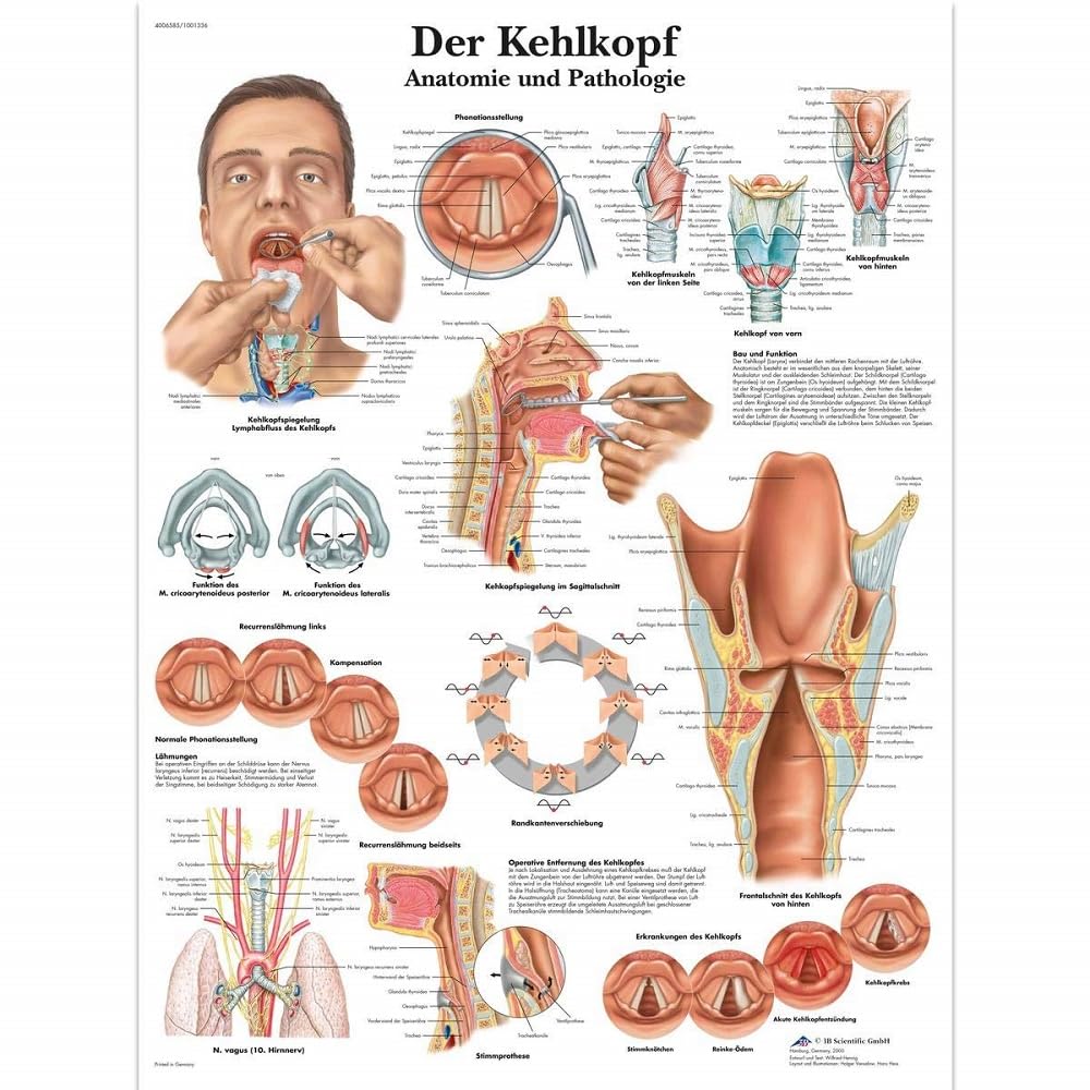 3B Scientific Lehrtafel - Der Kehlkopf, VR0248UU Single Papier, Single Papier
