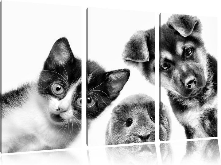 Pixxprint Trio Hund Katze Meerschwein als Leinwandbild/Grösse: 3 Teilig (120x80) cm/Wandbild/Kunstdr