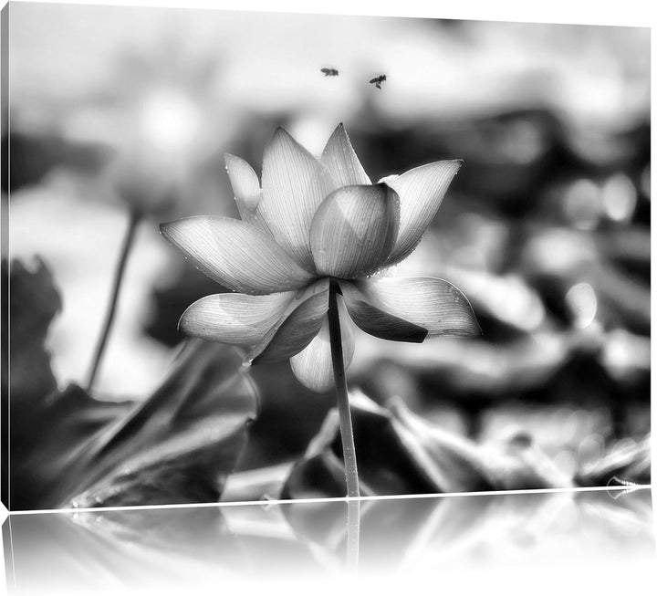 Pixxprint Lotus im Abendlicht / 100x70cm Leinwandbild bespannt auf Holzrahmen/Wandbild Kunstdruck De