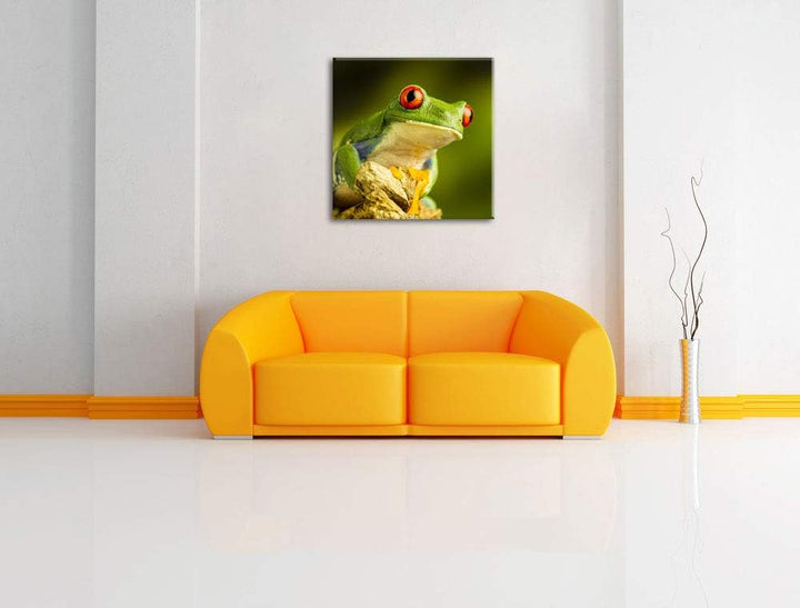 Grüner Rotaugen Frosch, Format: 70x70 auf Leinwand, XXL riesige Bilder fertig gerahmt mit Keilrahmen