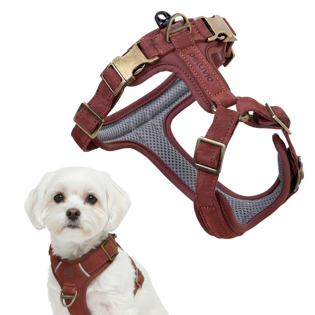 Lord Leder Hundegeschirr mit Guard-Konstruktion, Natürliche Rindsleder, für Sehr Kleine Hunde und We