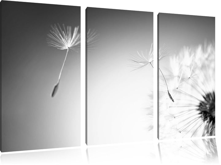Pixxprint Löwenzahn Schirmflieger Pusteblume Kunst B&W 3-Teiler Leinwandbild 120x80 Bild auf Leinwan