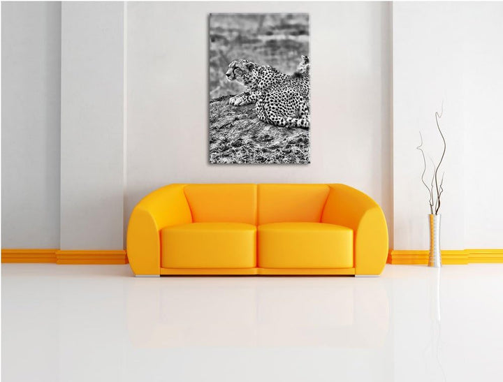 Pixxprint Monocrome, prächtige Geparden auf Stein, Format: 100x70 auf Leinwand, riesige Bilder ferti