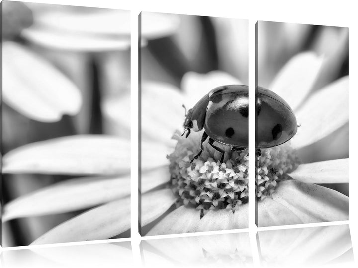 Pixxprint Marienkäfer auf Gänseblümchen als Leinwandbild | Grösse: 3 Teilig (120x80) | Wandbild| Kun