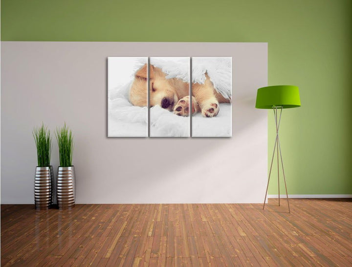 Pixxprint Kleiner schlafender Welpe als Leinwandbild/Grösse: 3 Teilig (120x80) cm/Wandbild/Kunstdruc
