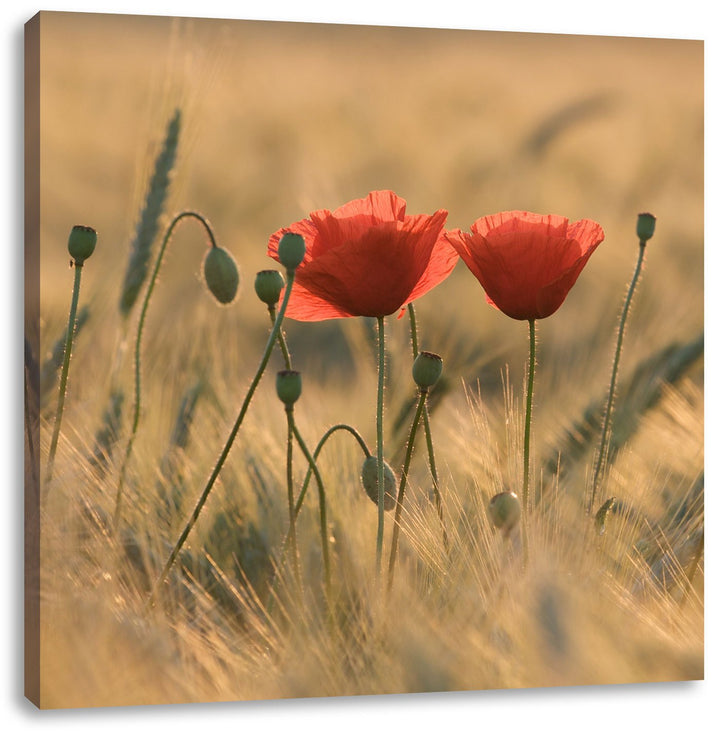 Zwei schöne Mohnblumen, Format: 70x70 auf Leinwand, XXL riesige Bilder fertig gerahmt mit Keilrahmen