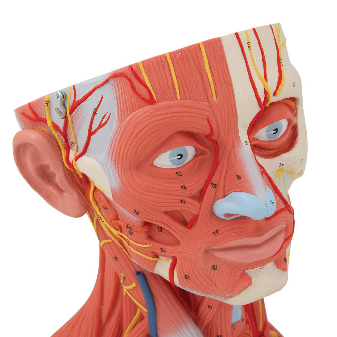 3B Scientific C05 Kopf- und Halsmuskulatur, 5-teilig + kostenlose Anatomie App - 3B Smart Anatomy