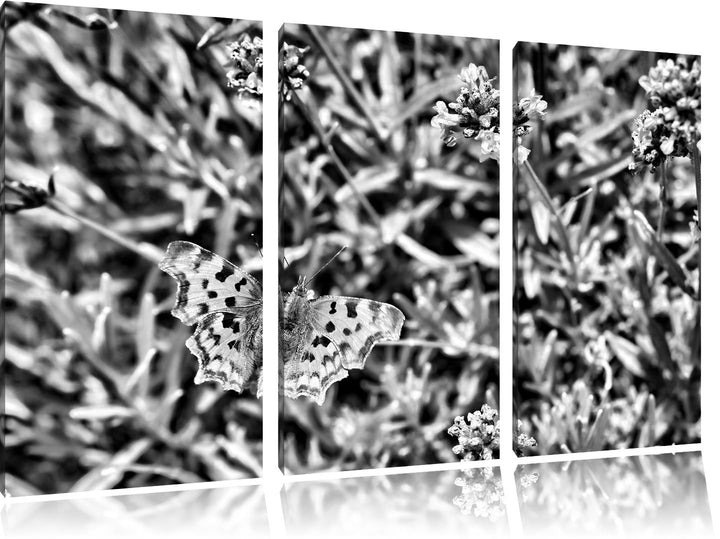 Pixxprint Schmetterling auf Blumenwiese als Leinwandbild/Grösse: 3 Teilig (120x80) cm/Wandbild/Kunst