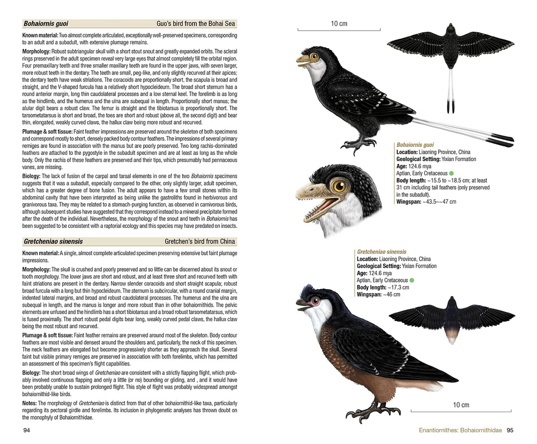 Birds of the Mesozoic: An Illustrated Field Guide, Taschenbuch