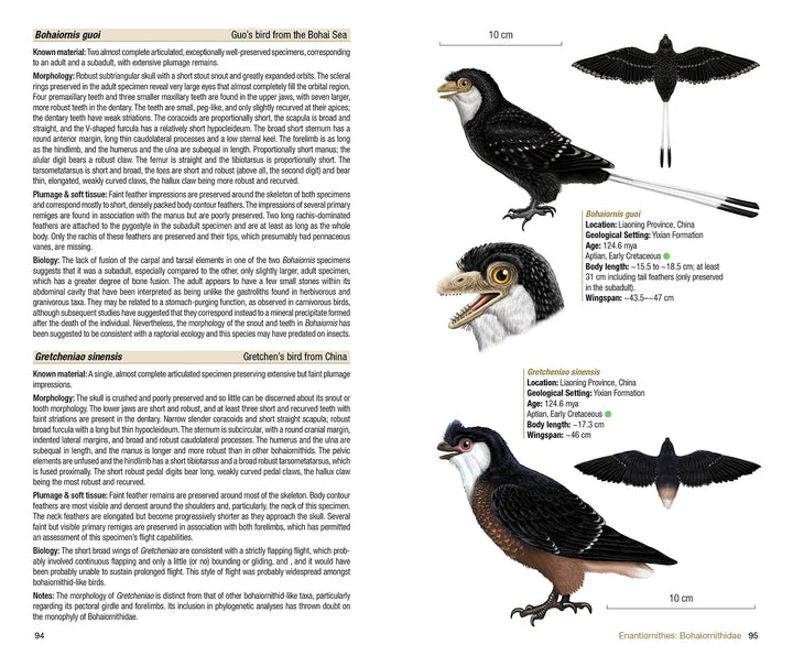 Birds of the Mesozoic: An Illustrated Field Guide, Taschenbuch