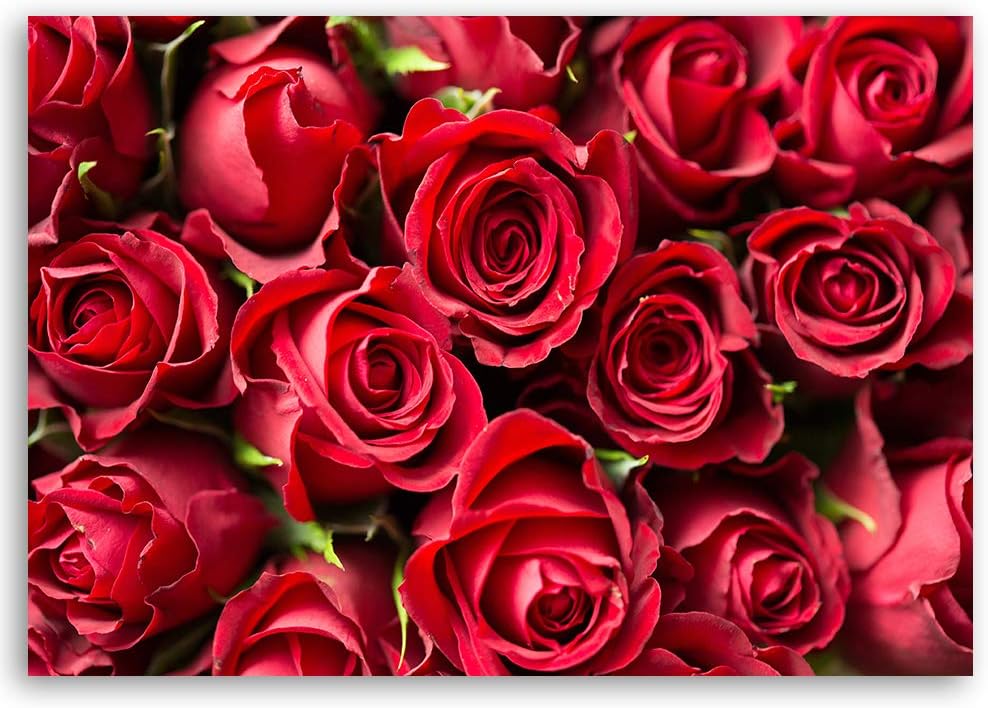 Feeby Bild auf Leinwand Blumen Rote Rosen XXL 120x80 cm 1Teilig Wohnzimmer Schlafzimmer Bilder Wandb