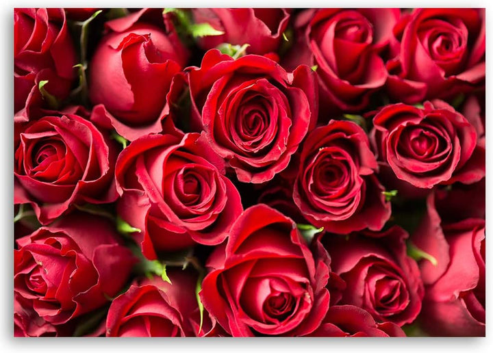 Feeby Bild auf Leinwand Blumen Rote Rosen XXL 120x80 cm 1Teilig Wohnzimmer Schlafzimmer Bilder Wandb