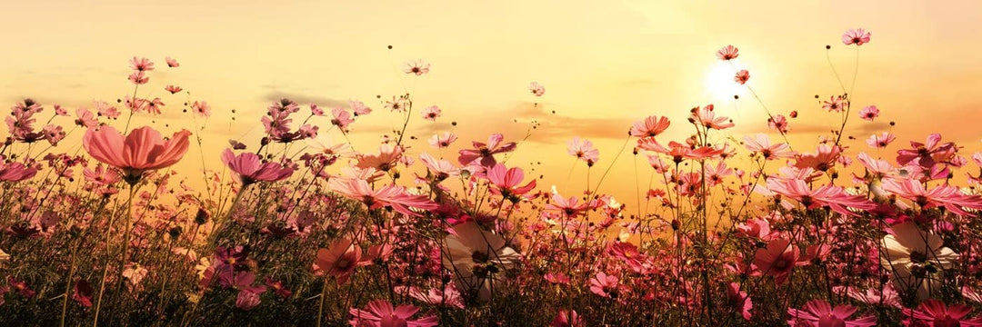 DIMEX Küchenrückwand Folie Selbstklebend Blumenfeld 180 x 60 cm | Klebefolie - Dekofolie - Spritzsch