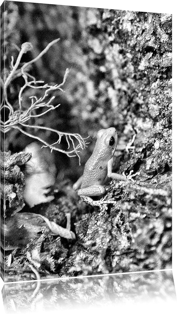 Pixxprint hochgiftiger Kleiner Frosch als Leinwandbild/Grösse: 100x70 cm/Wandbild/Kunstdruck/fertig