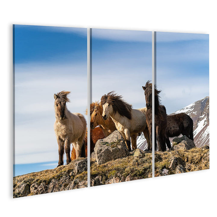 islandburner Bild auf Leinwand Isländische Pferde Pferderasse Geschaffen Island Schöne Winterausgabe
