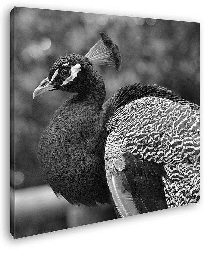 deyoli stolzer Pfau Format: 70x70 Effekt: Schwarz&Weiss als Leinwandbild, Motiv fertig gerahmt auf E