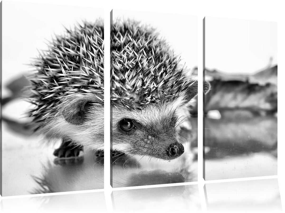 Pixxprint Süsser Igel als Leinwandbild/Grösse: 3 Teilig (120x80) cm/Wandbild/Kunstdruck/fertig bespa