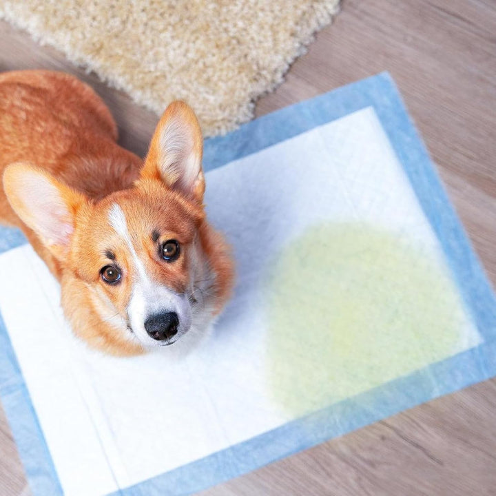 100 Stück PIPI Matten für Hunde: 33×45cm Trainingspads Auslaufsicheres 6-Lagiges Design mit Schnell