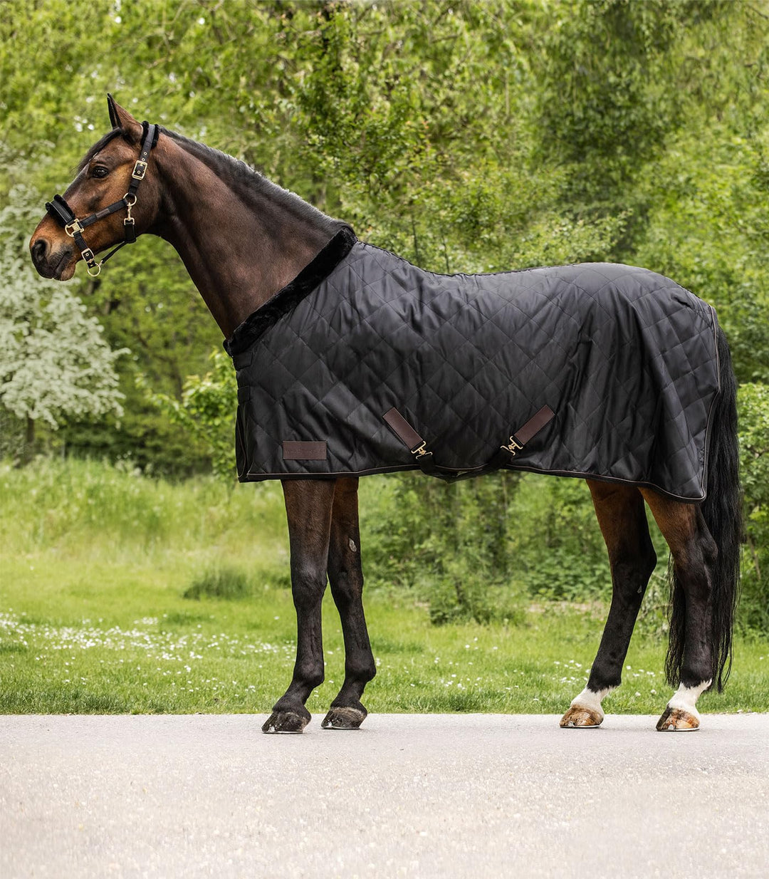 WALDHAUSEN Transportdecke Exclusive, 50 g, 145 cm, schwarz 145 cm Schwarz, 145 cm Schwarz