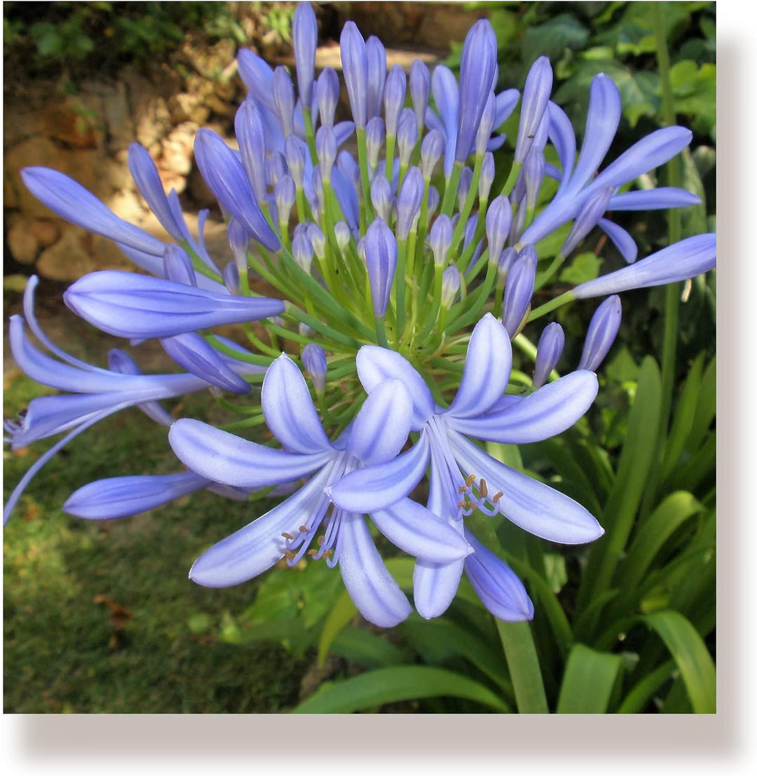 WunschPIXEL – Wandbild Blumen auf weissem Acrylglas, Set 4-teilig je 20x20 cm, quadratisch, Sommerbl