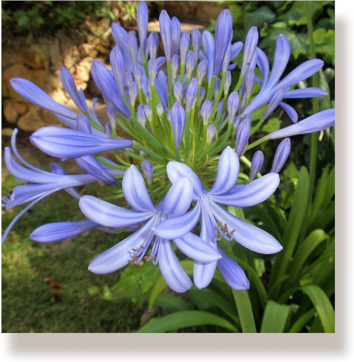 WunschPIXEL – Wandbild Blumen auf weissem Acrylglas, Set 4-teilig je 20x20 cm, quadratisch, Sommerbl